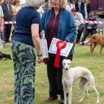 1st Place Whippet