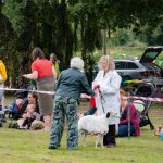 Whippet in Sheep's Clothing